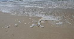 Sea foam being blown along the beach
